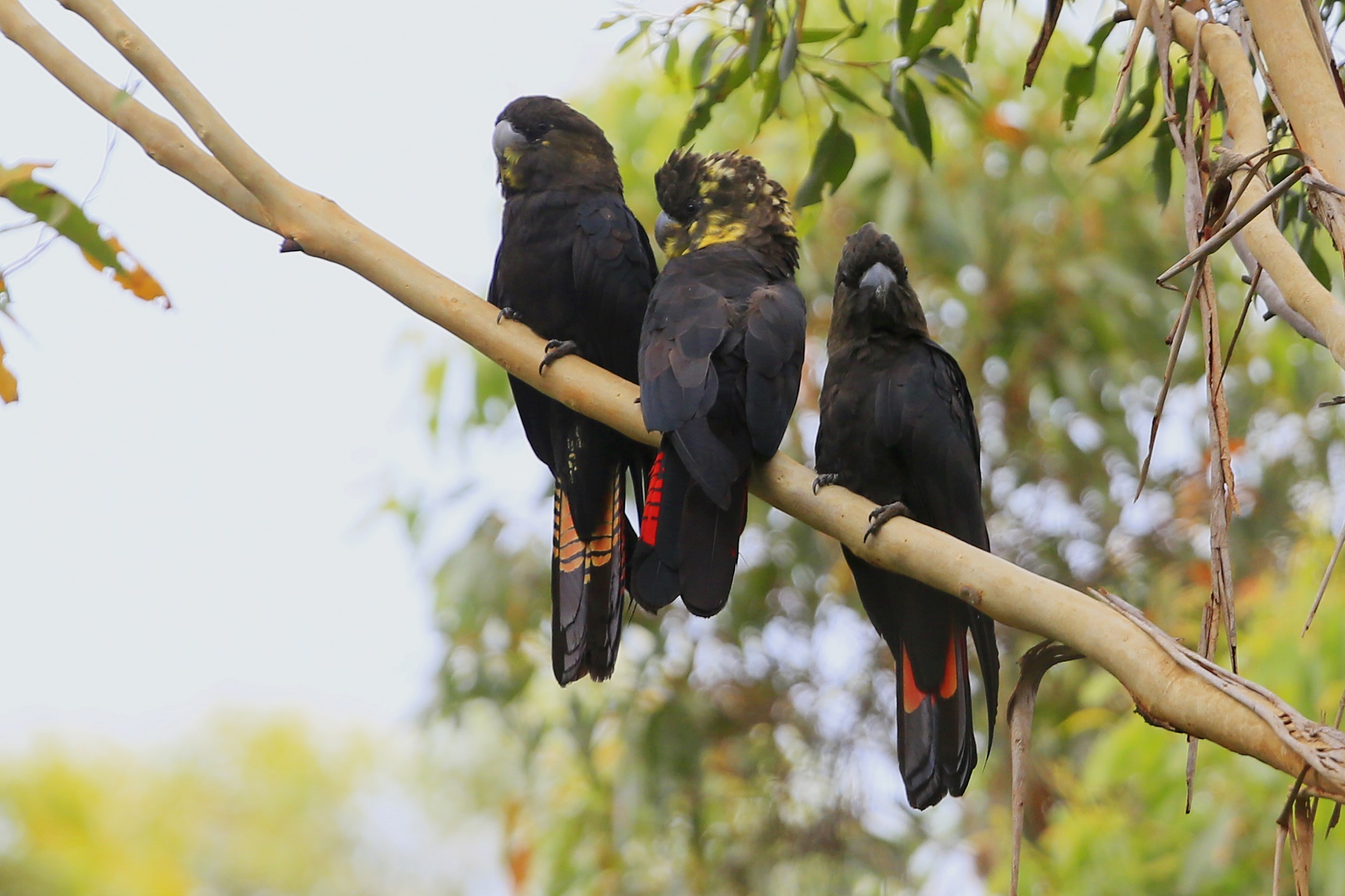 3 Glossy Black Cockatoo's on tree branch