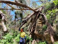 Large tree down in nature reserve with council staff inspecting