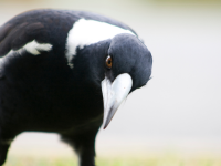 Close up magpie with head tilted, looking at camera