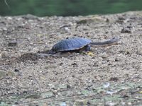 Turtle on the Ground