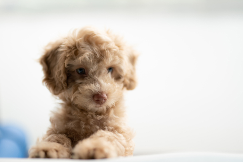 Head shot of blonde cavoodle puppy
