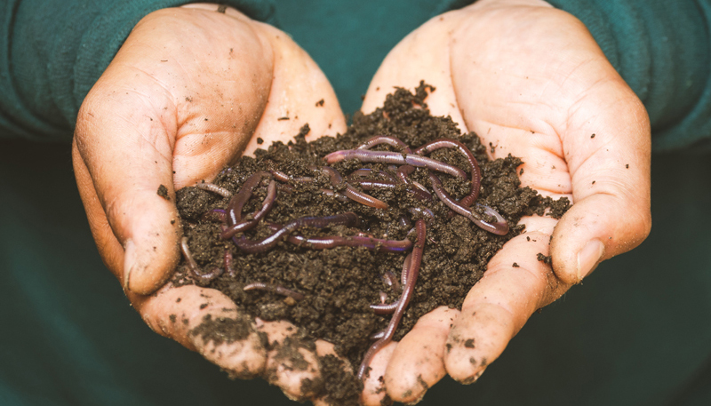 closeup of hands displaying compost and worms