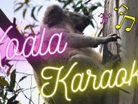 Koala in tree with event branding over top