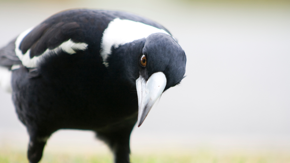 Close up magpie with head tilted, looking at camera
