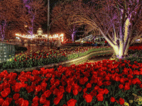 picture of tulip time gardens in day and night