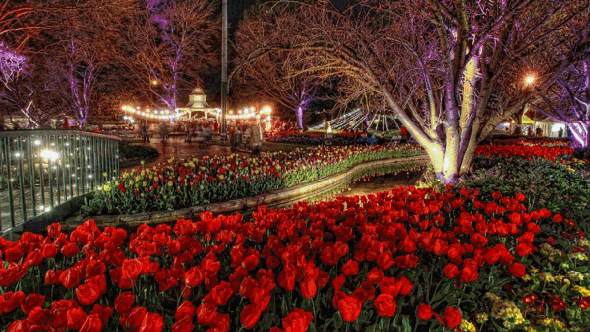 picture of tulip time gardens in day and night