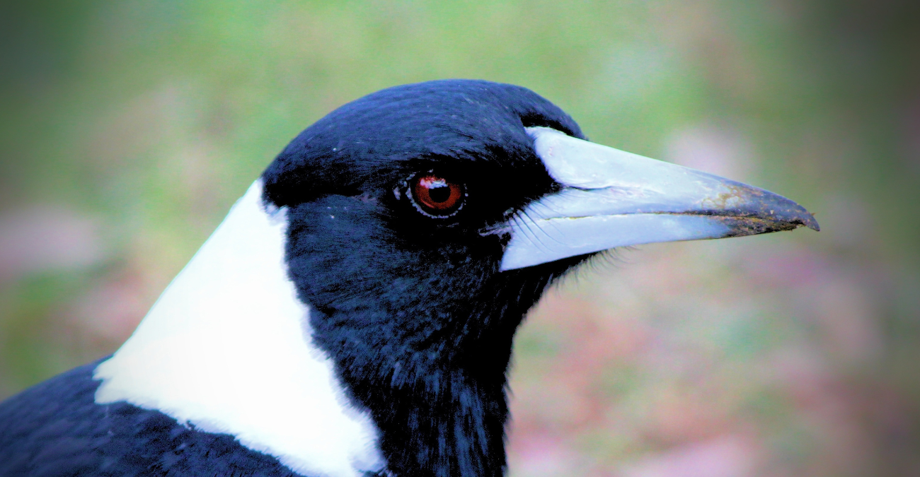 Picture of a magpie