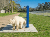Bundanoon dog park with a dog and another picture of a dog drinking from the new doggy water fountain