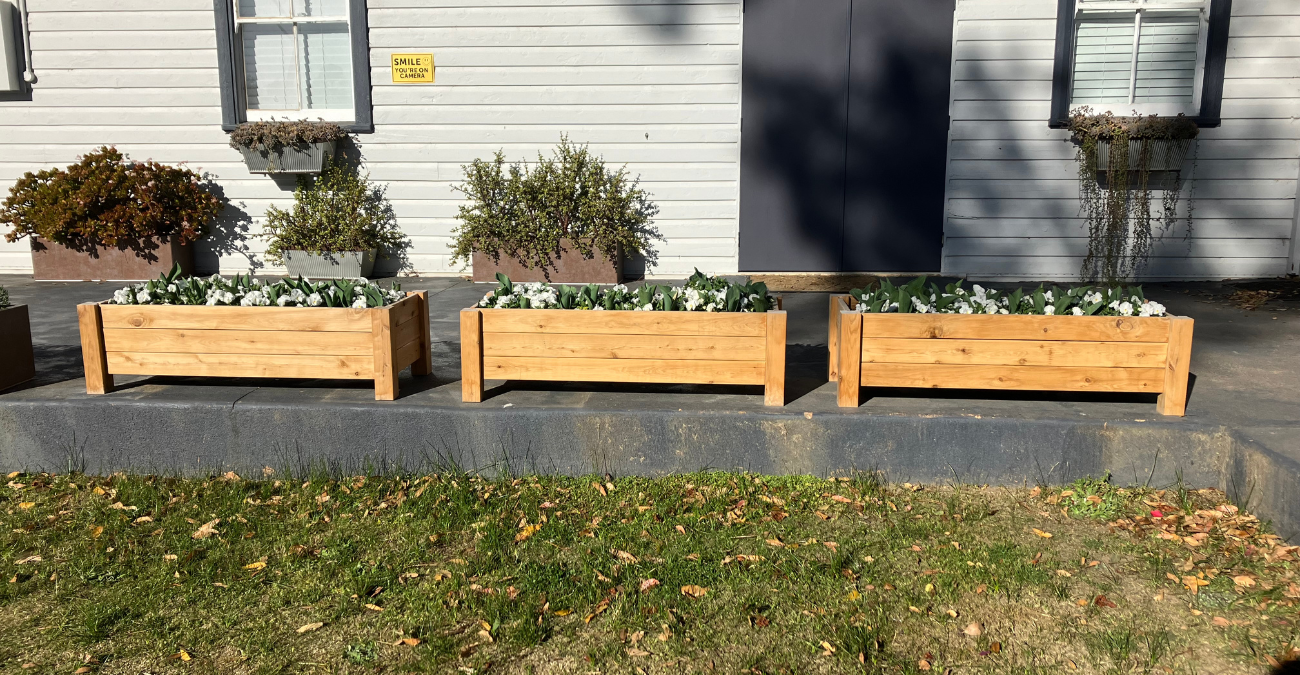 planter boxes with budding tulips