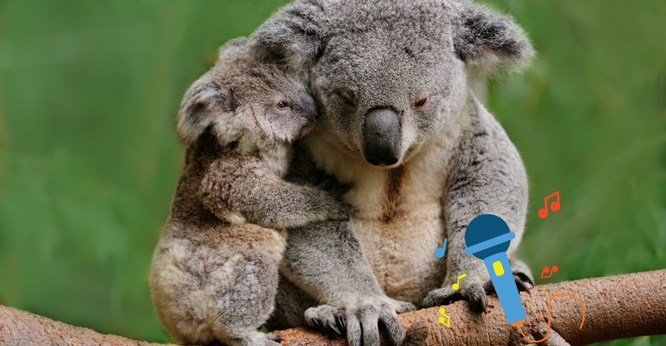 Picture of a koala with graphic picture of a microphone and notes in front of mum and baby